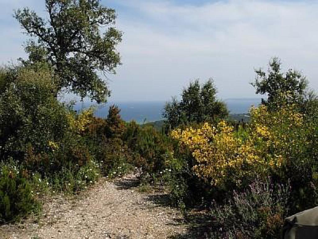 183 D25 BORMES LES MIMOSAS 3_000017.jpg